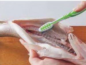 清洗鱸魚