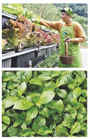 上圖：陳志東照顧盆栽。植物葉片