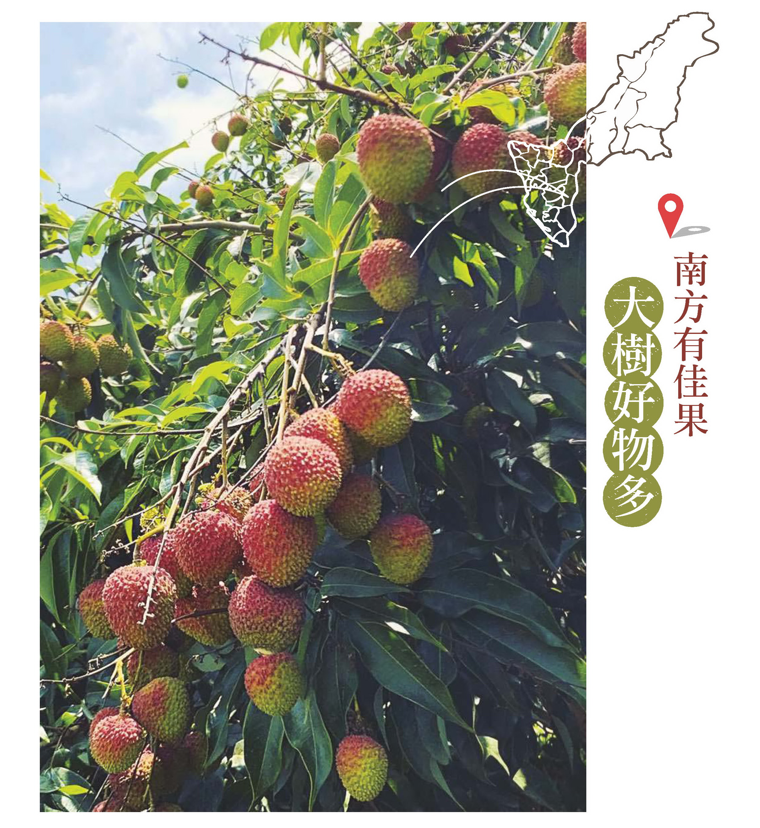 南方有佳果 大樹好物多