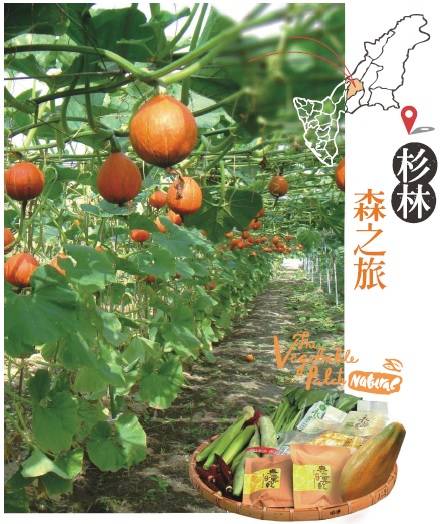 杉林森之旅